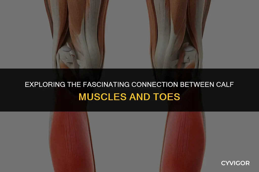 how is my calf muscles connected to my toes