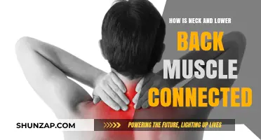 Exploring the Intricate Connection Between Neck and Lower Back Muscles