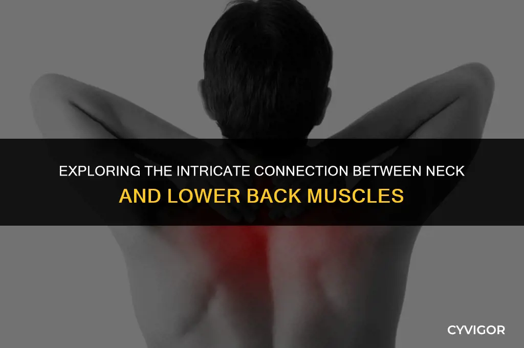 how is neck and lower back muscle connected