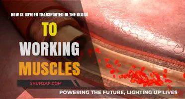 Oxygen Delivery to Muscles: Blood Transport Mechanisms Explained