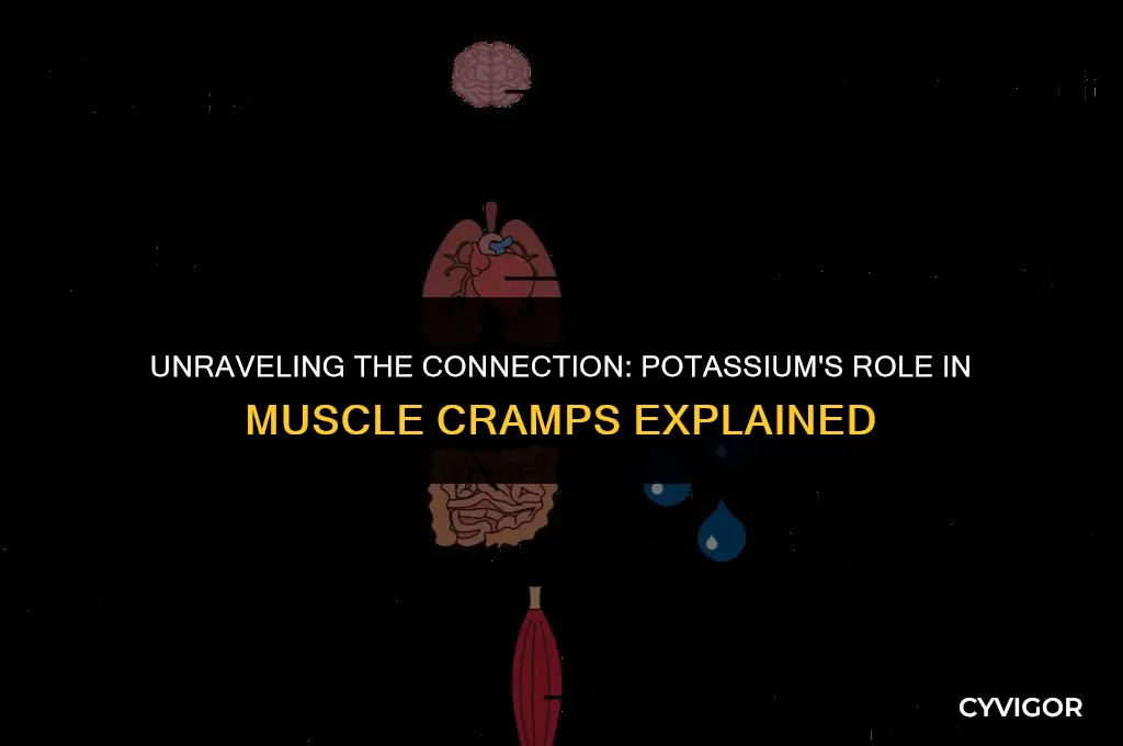 how is potassium related to muscle cramps