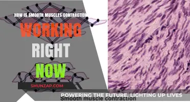 Understanding Smooth Muscle Contraction: Current Mechanisms and Processes Explained