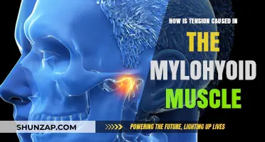 Understanding Mylohyoid Muscle Tension: Causes and Solutions