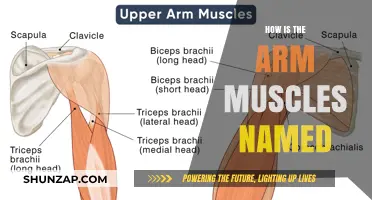 Understanding the Fascinating Names of Arm Muscles and Their Origins