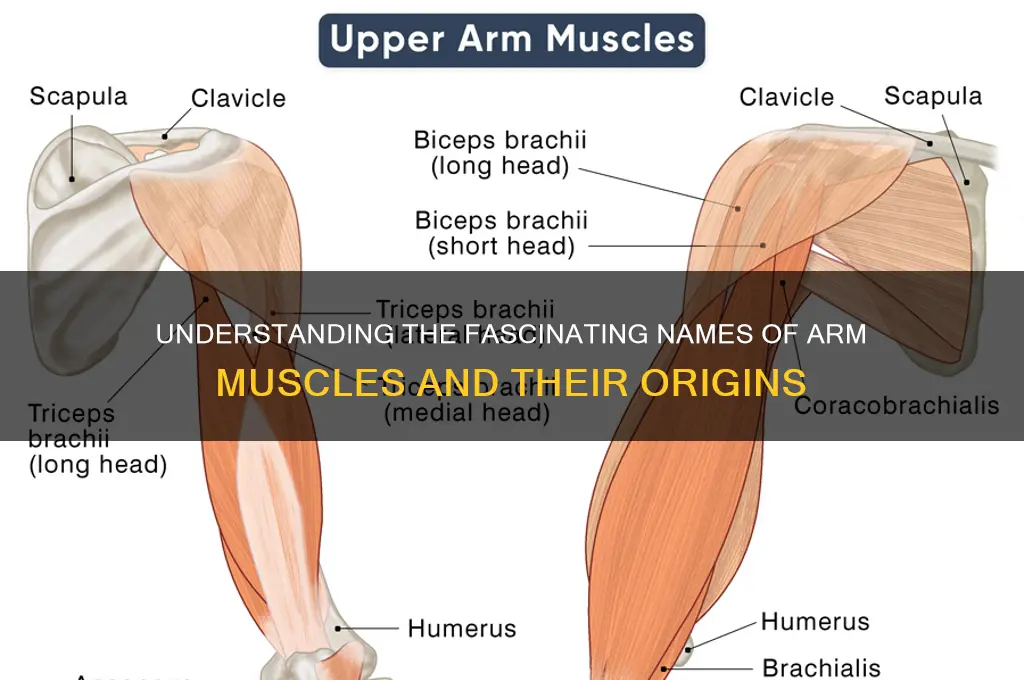 how is the arm muscles named