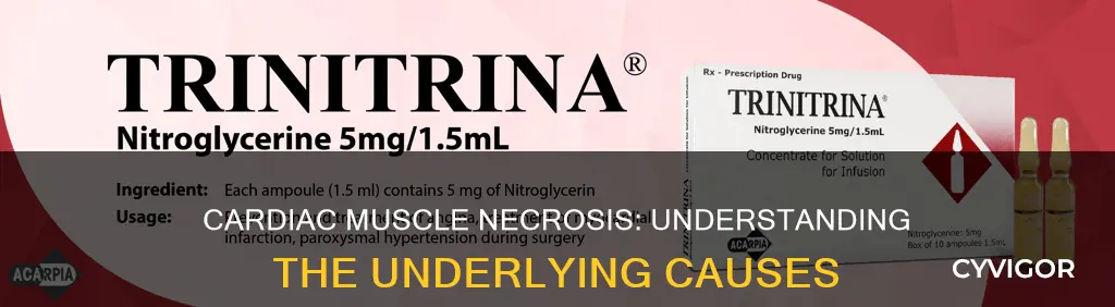 how is the necrosis of the cardiac muscle caused