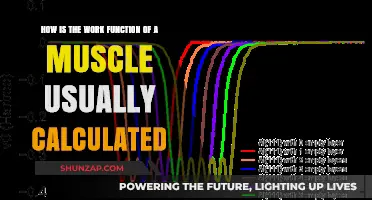 Understanding Muscle Work Function Calculation: Methods and Key Principles