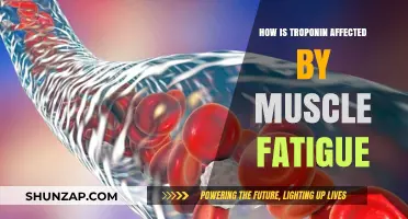 Exploring Troponin's Role in Muscle Fatigue: A Scientific Insight