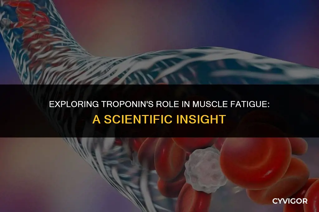 how is troponin affected by muscle fatigue