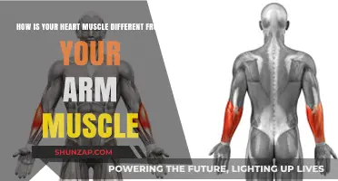 Heart vs. Arm Muscles: Unique Functions and Structures Explained