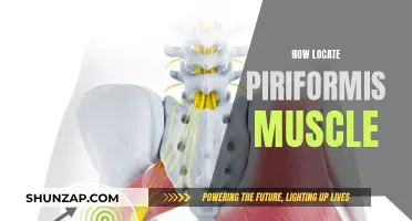 Locating the Piriformis Muscle: A Step-by-Step Guide