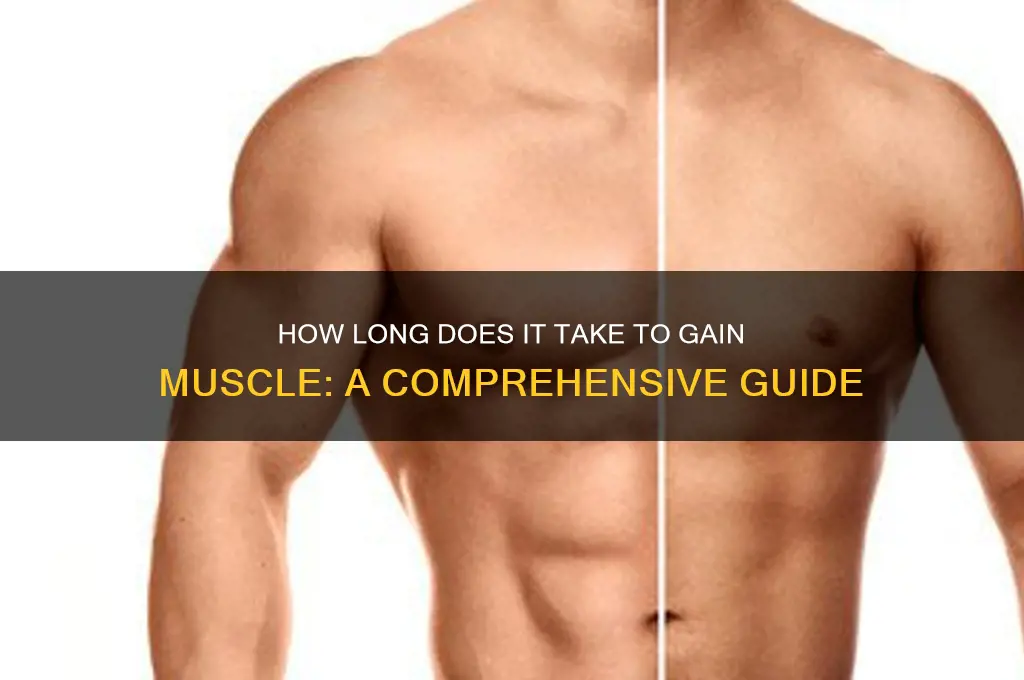 how lomh does it tkae to gain muscle