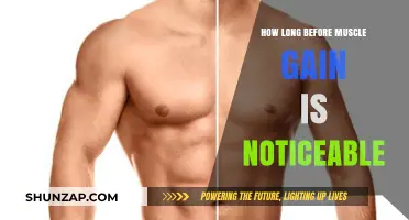 When Will Your Muscle Gains Become Visible? A Timeline Guide