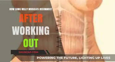 Belly Muscle Recovery: Reconnecting After Workouts Explained