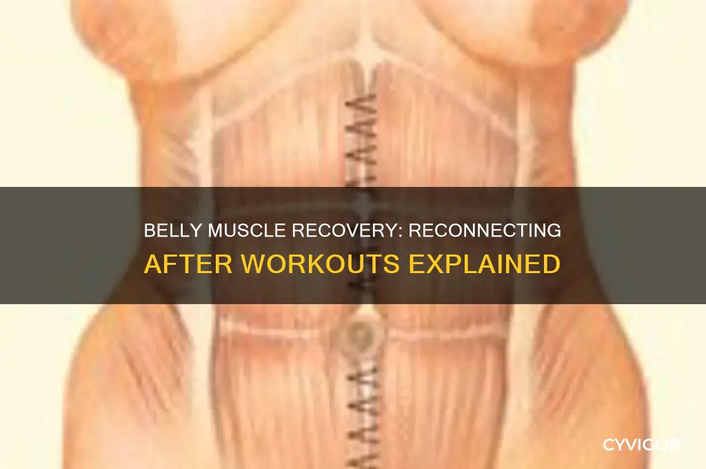 how long belly muscles reconnect after working out