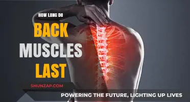 Understanding Back Muscle Lifespan: Facts and Maintenance Tips