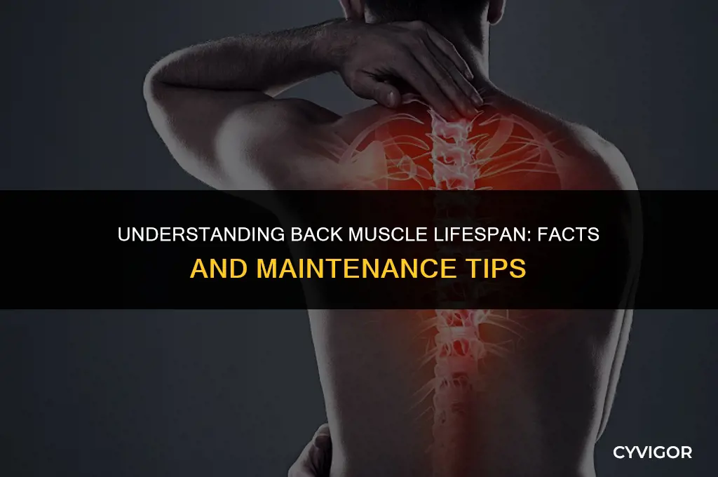 how long do back muscles last