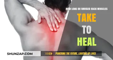 Bruised Back Muscles: Understanding the Healing Timeline