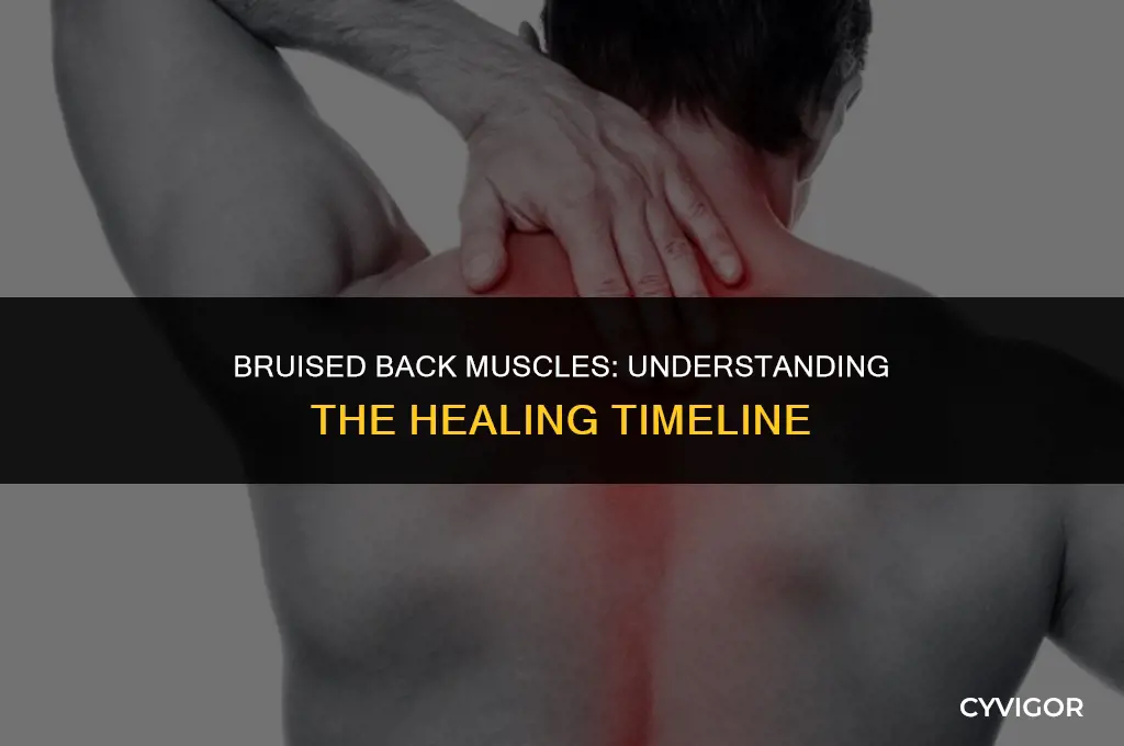 how long do bruised back muscles take to heal