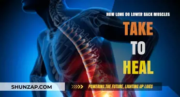 Understanding Lower Back Muscle Recovery: A Comprehensive Guide