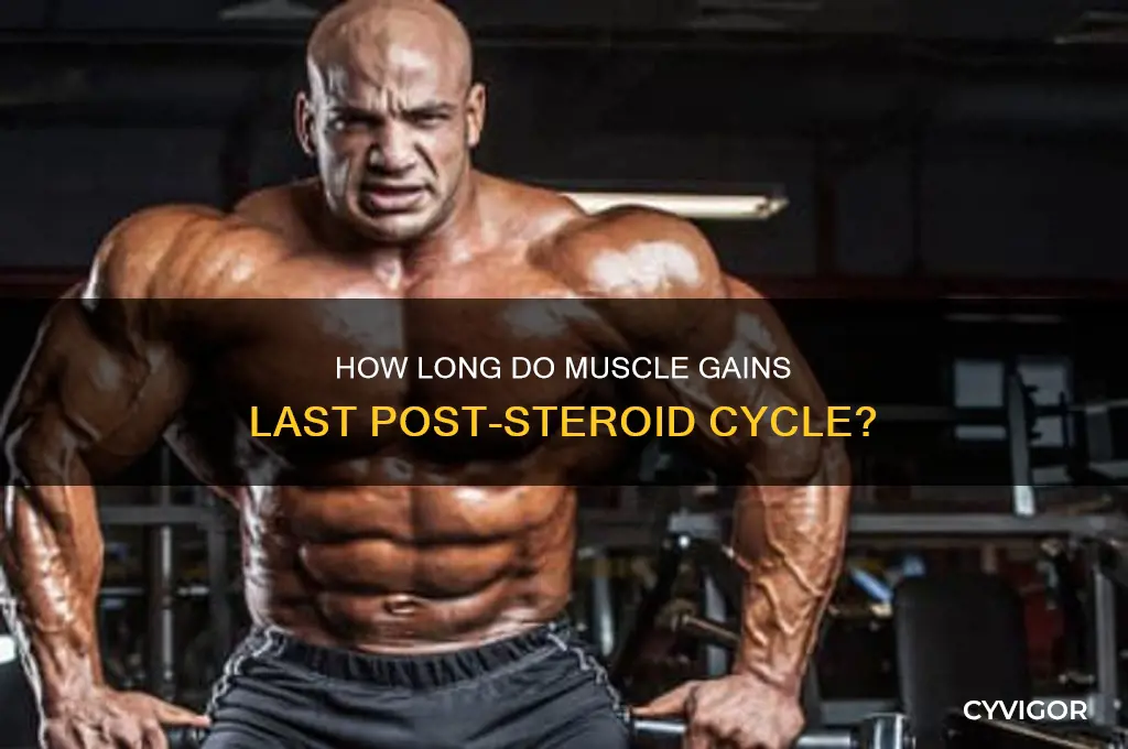 how long do muscle gains last after steroid cycle