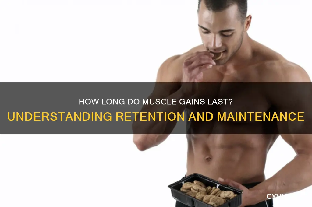 how long do muscle gains last
