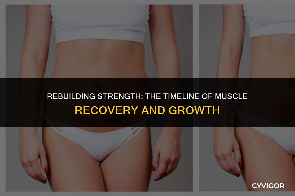how long do muscles take to grow back