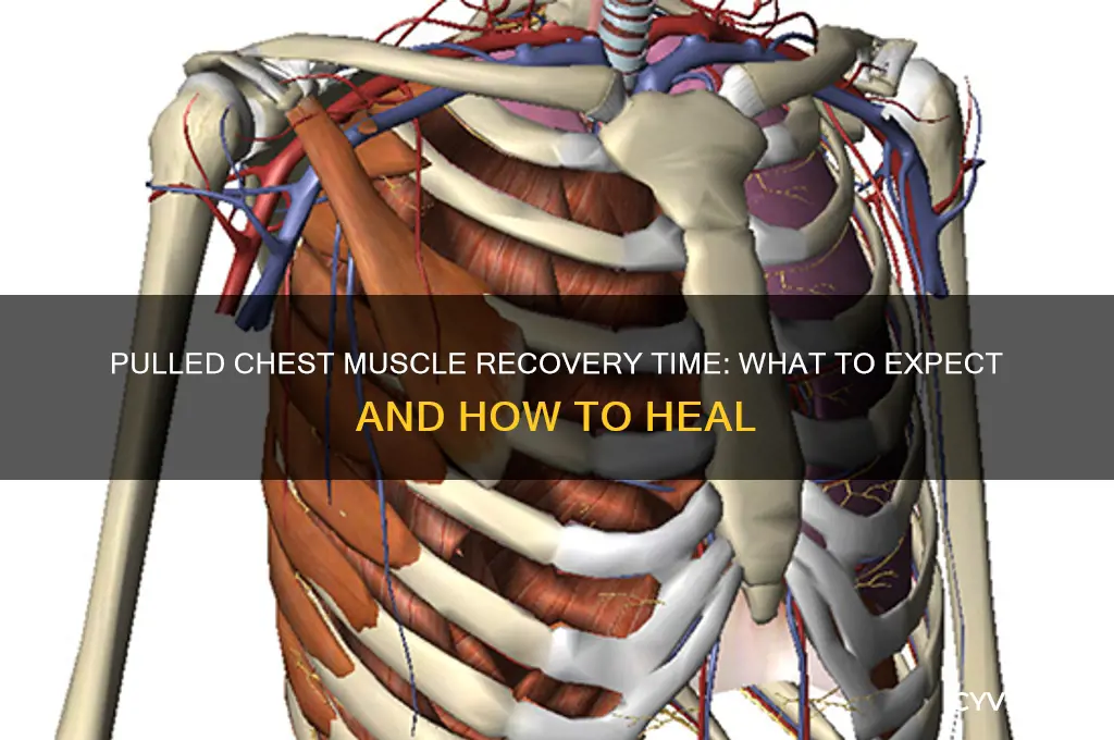 how long do pulled chest muscle last