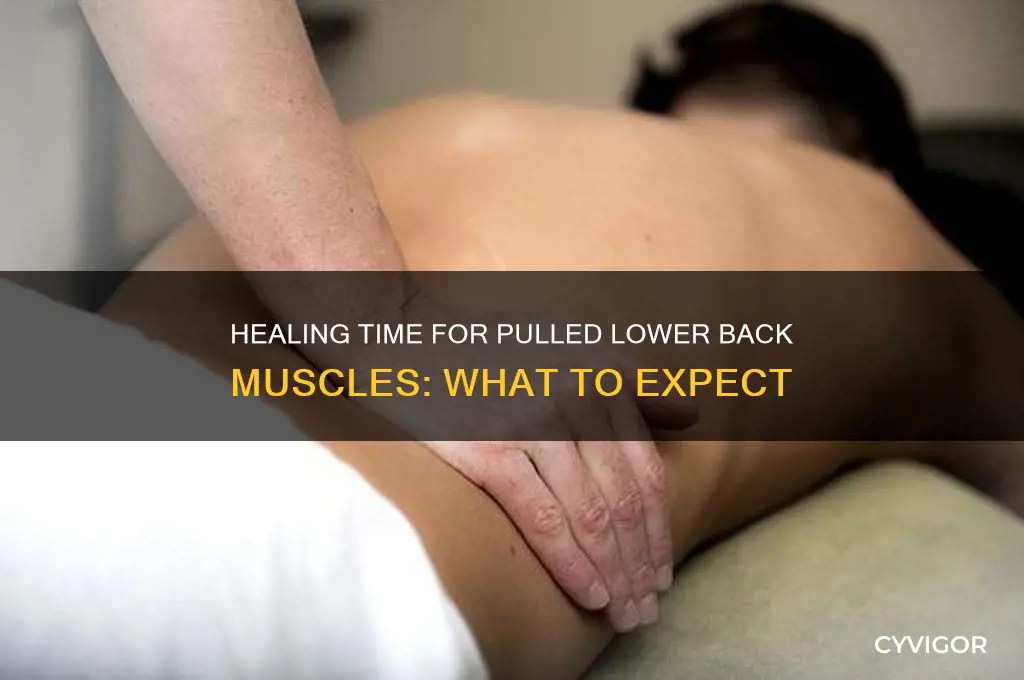how long do pulled lower back muscles take to heal