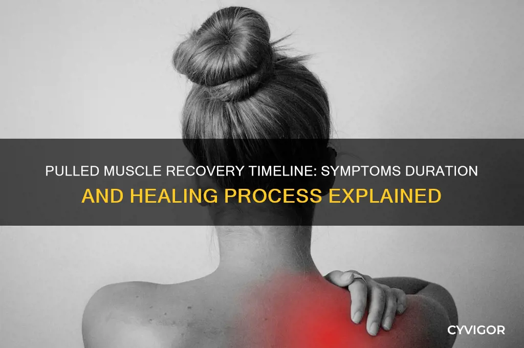 how long do pulled muscle symptoms last