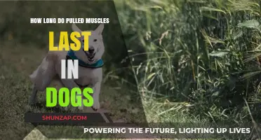 Understanding Pulled Muscle Recovery Time in Dogs: What to Expect