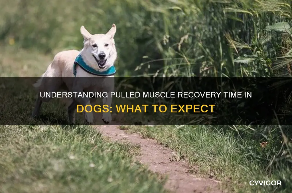 how long do pulled muscles last in dogs