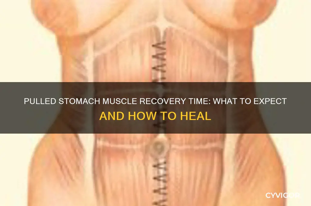 how long do pulled stomach muscles last
