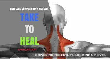 Understanding Upper Back Muscle Recovery: A Comprehensive Guide