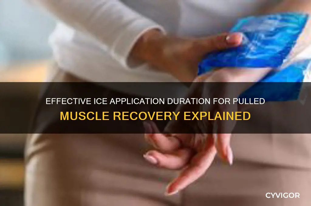 how long do you apply ice to a pulled muscle