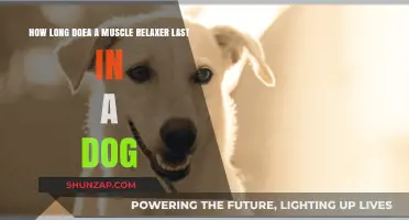 Muscle Relaxers in Dogs: Duration and Safety Explained