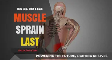 Understanding Back Muscle Sprains: Duration and Recovery Insights