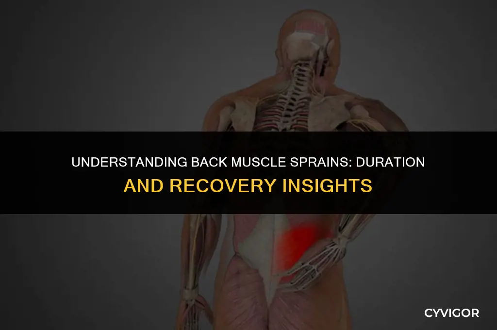 how long does a back muscle sprain last