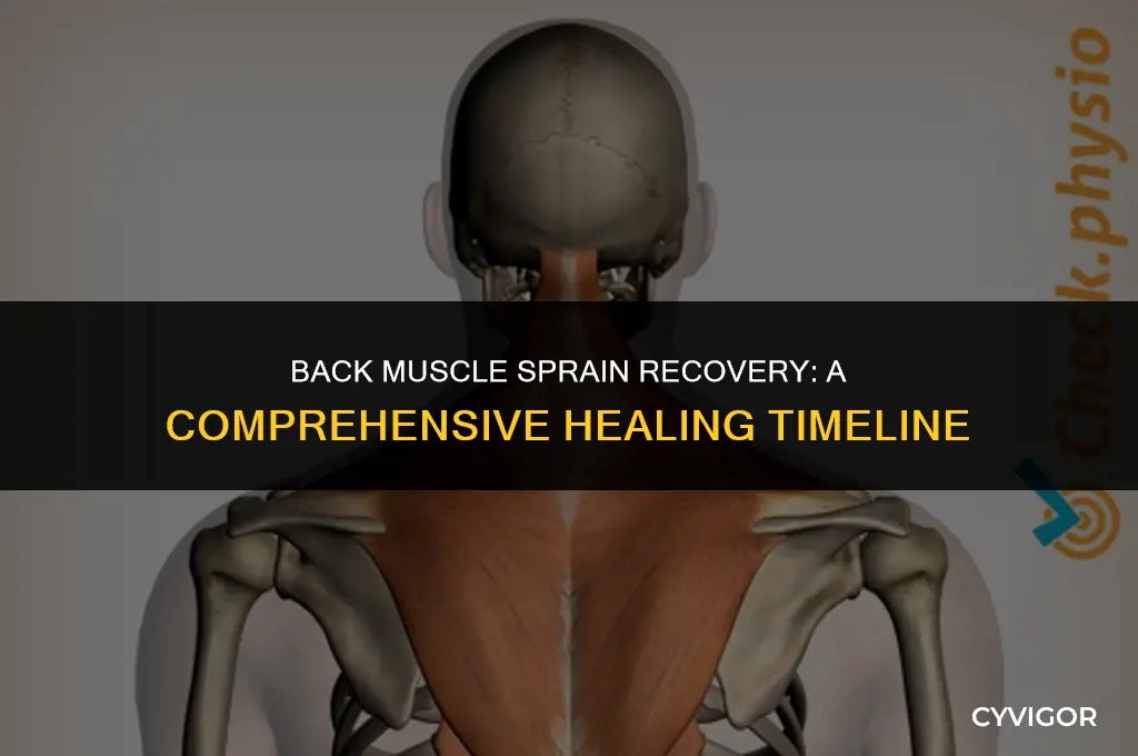 how long does a back muscle sprain take to heal