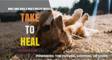 Healing Time for a Dog's Pulled Muscle: What to Expect
