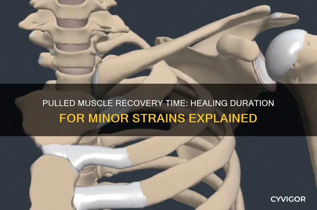 how long does a minor pulled muscle take to heal