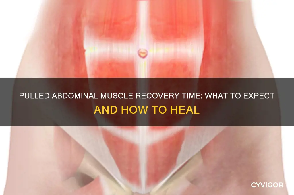 how long does a pulled abdominal muscle take to heal