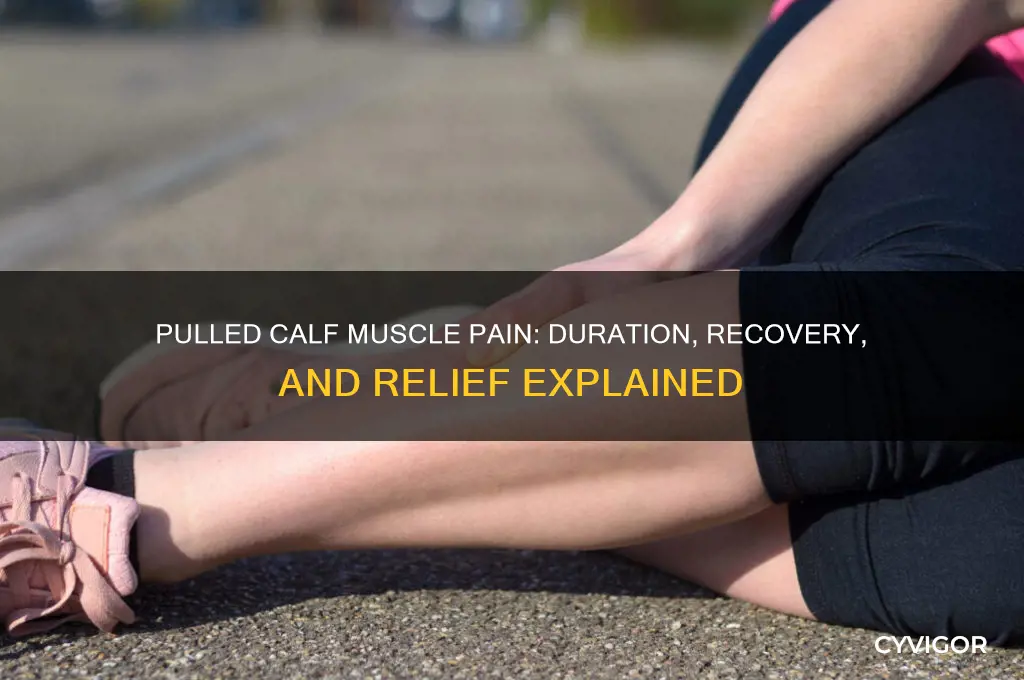 how long does a pulled calf muscle hurt