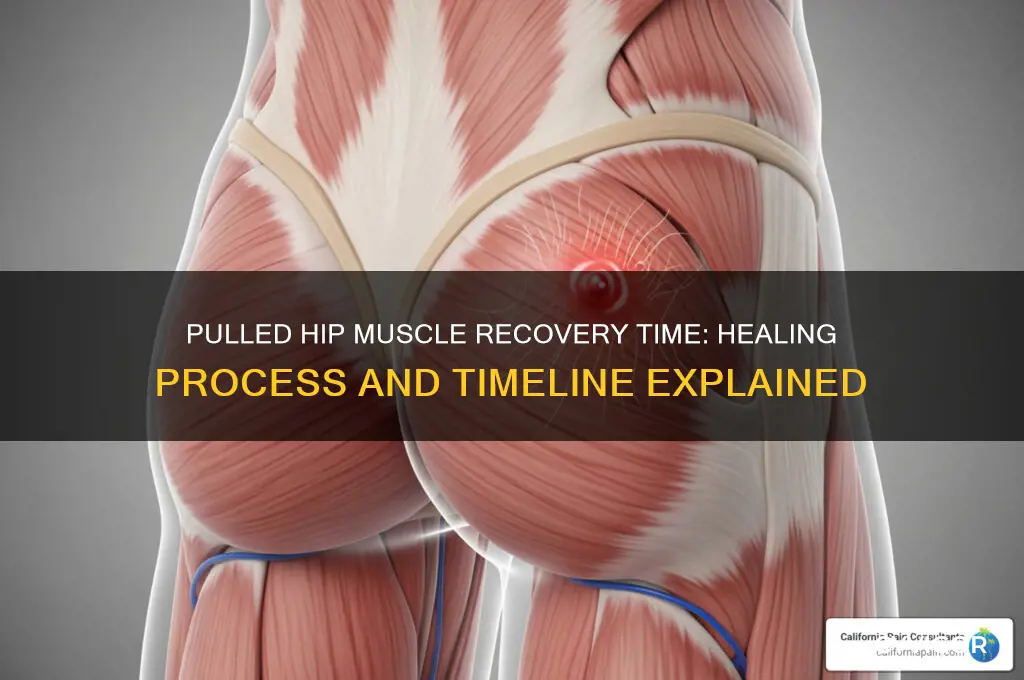 how long does a pulled hip muscle take to heal