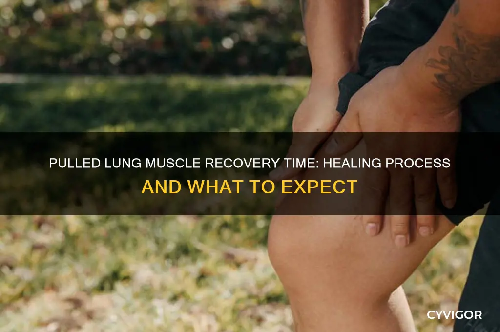 how long does a pulled lung muscle take to heal