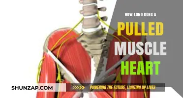 Pulled Muscle in the Heart: Recovery Time and Healing Process Explained