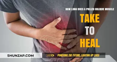 Pulled Oblique Muscle Recovery Time: Healing Process and Timeline Explained