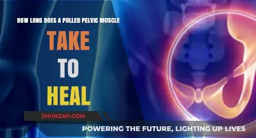 Pulled Pelvic Muscle Recovery Time: What to Expect During Healing