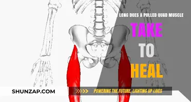 Pulled Quad Muscle Recovery Time: Healing Process and Timeline Explained