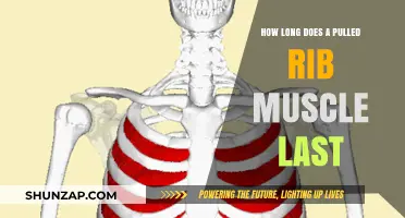 Pulled Rib Muscle Recovery Time: What to Expect and How to Heal